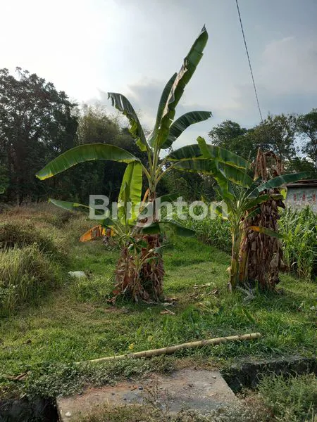 image TANAH PEKARANGAN LUAS 554 M2 , LD 12 DI TIRTOMARTANI, KALASAN, SLEMAN (5)