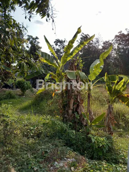 image TANAH PEKARANGAN LUAS 554 M2 , LD 12 DI TIRTOMARTANI, KALASAN, SLEMAN (3)