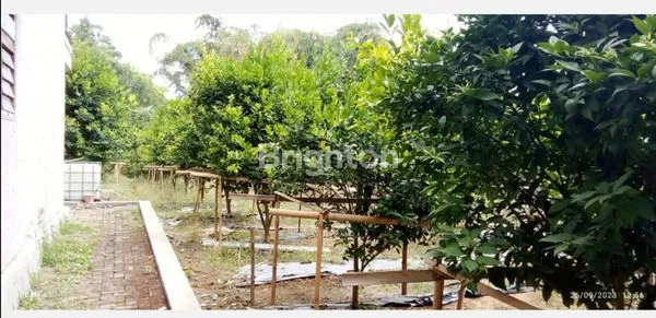 image RUMAH BESERTA KEBUN JERUKWONOSARINONGKOJAJAR (7)