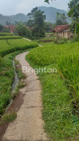 image DIJUAL SAWAH PRODUKTIF (5)