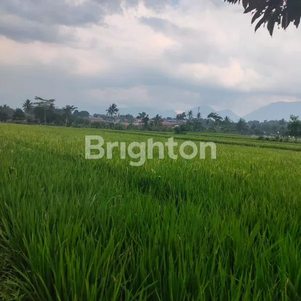 image DIJUAL SAWAH PRODUKTIF (4)