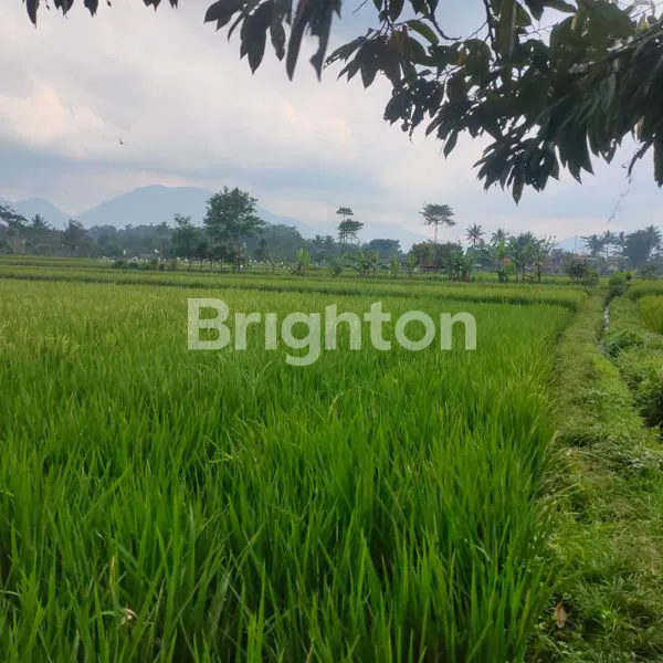 image DIJUAL SAWAH PRODUKTIF (6)
