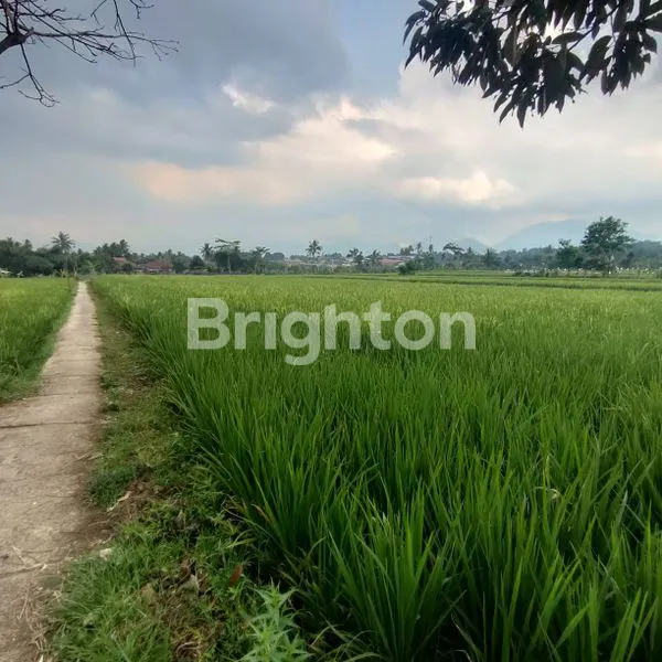 image DIJUAL SAWAH PRODUKTIF (7)