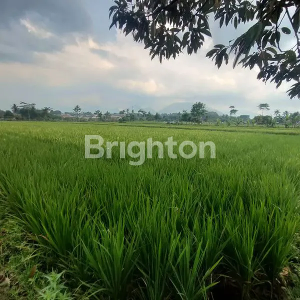 image DIJUAL SAWAH PRODUKTIF (1)