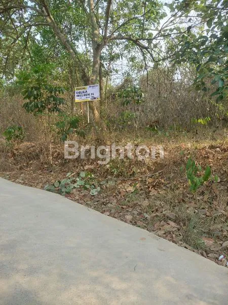 image TANAH LAHAN LUAS DAN MURAH (2)