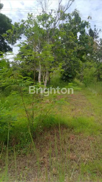 TANAH DI SANGSIT – SAWAN – BULELENG