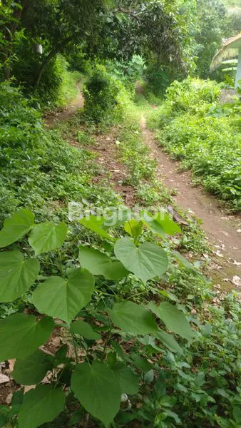 image TANAH DI SANGSIT – SAWAN – BULELENG (5)