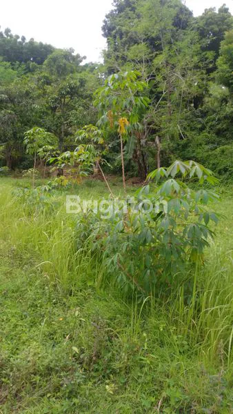 image TANAH DI SANGSIT – SAWAN – BULELENG (7)