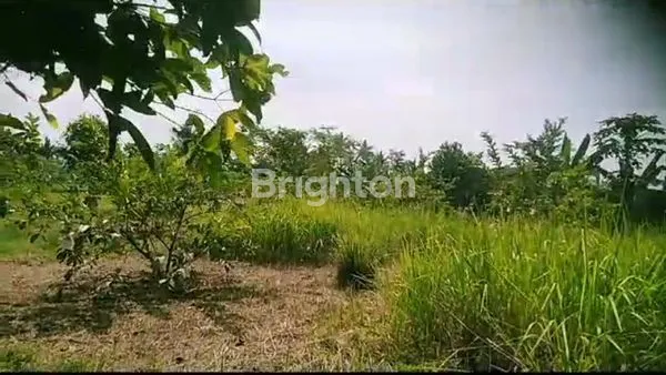 TANAH KAVLING SAMPING PERUMAHAN KURIPAN REGENCY,  JL.KURIPAN DESA KURIPAN CISEENG BOGOR