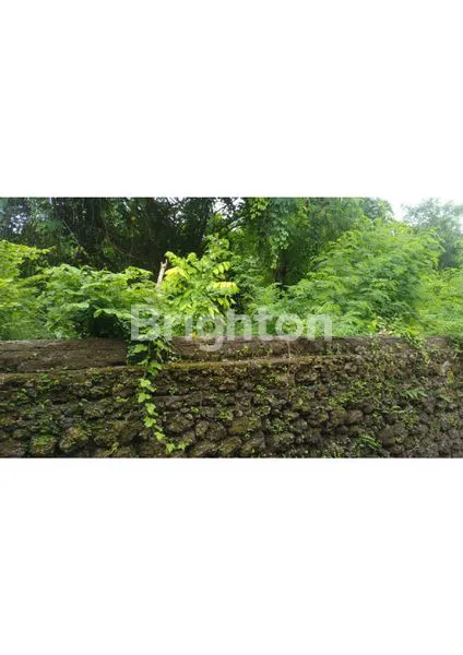 image TANAH DI BENOA (1)