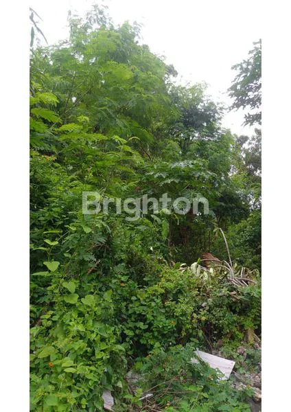 image TANAH DI BENOA (4)