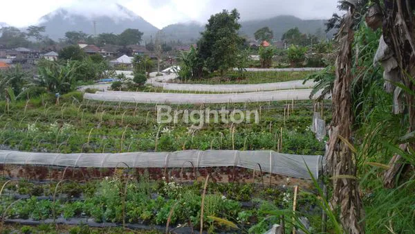 image DI JUAL TANAH CANDIKUNING TABANAN (5)
