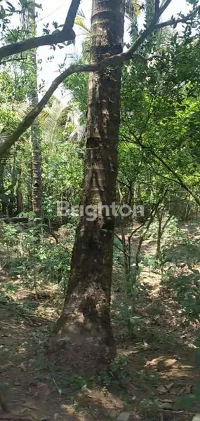 image DI JUAL TANAH PAYANGAN (2)