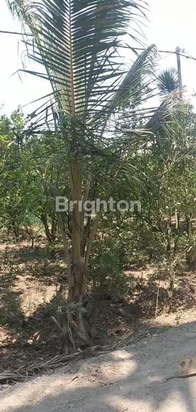 image DI JUAL TANAH PAYANGAN (4)