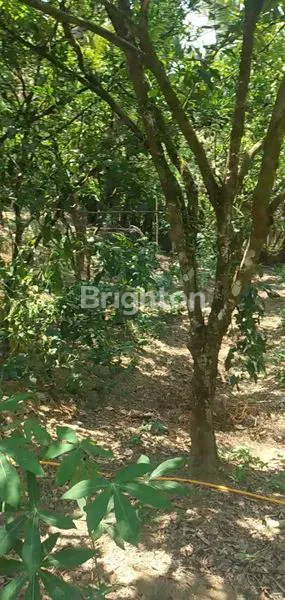 image DI JUAL TANAH PAYANGAN (3)