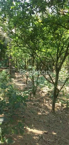 image DI JUAL TANAH PAYANGAN (5)