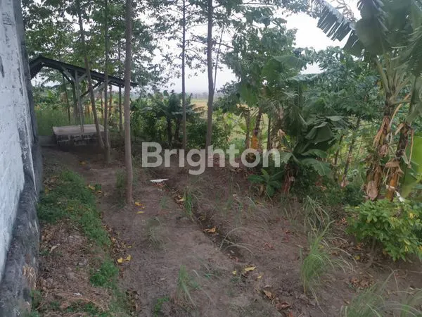 image TANAH KEBUN VIEW PUNCAK GUNUNG PENANGGUNGAN (3)