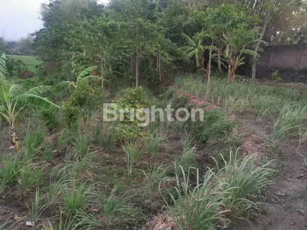 image TANAH KEBUN VIEW PUNCAK GUNUNG PENANGGUNGAN (2)