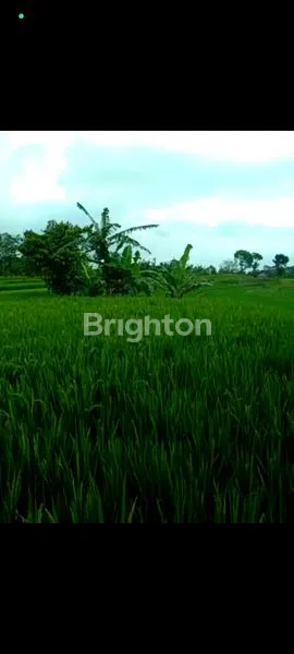 image TANAH NOL JALAN ASPAL LEBAR PACET (2)