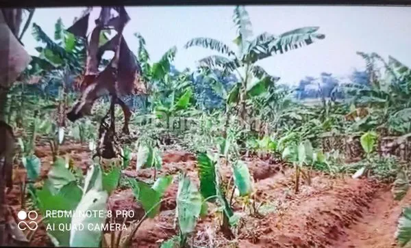 TANAH LUAS SIAP BANGUN BOGOR (NEGO)