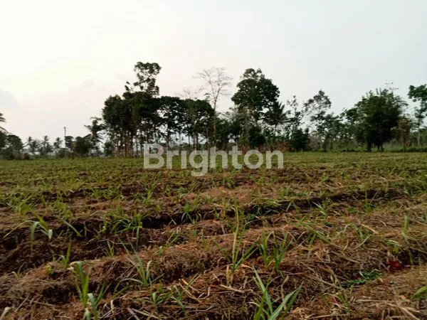 image TANAH STRATEGIS SINGOSARI (5)