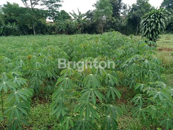 image TANAH COCOK BUAT BERKEBUN DI BOGOR  (2)