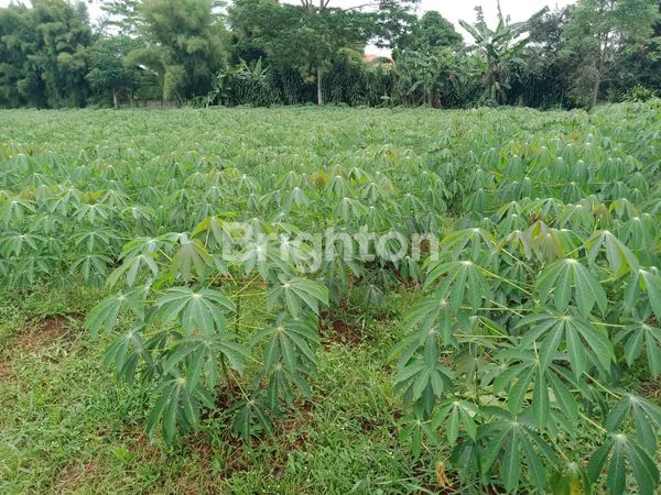 image TANAH COCOK BUAT BERKEBUN DI BOGOR  (3)