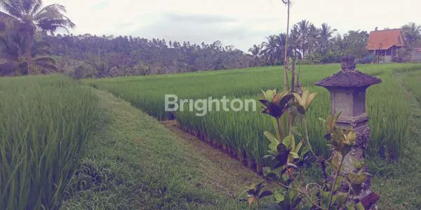 SEWA TANAH SAWAH JANGKA PANJANG DENGAN VIEW MENARIK