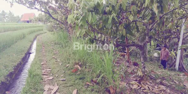 image TANAH KEBUN DI TABANAN  DENGAN VIEW SAWAH DAN SUNGAI (3)