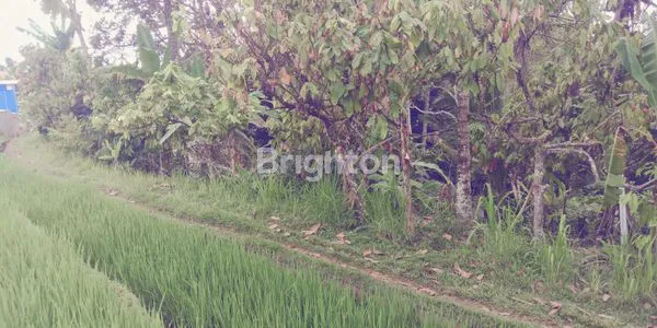 image TANAH KEBUN DI TABANAN  DENGAN VIEW SAWAH DAN SUNGAI (4)