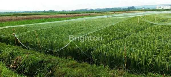 image TANAH SAWAH BUNUT WETAN PAKIS MALANG (1)