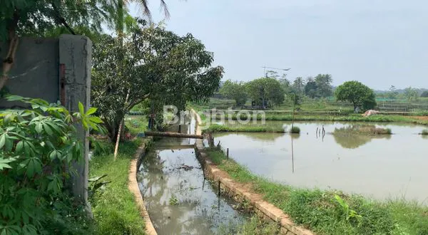 image LAHAN PERSAWAHAN DAN PERKEBUNAN (4)