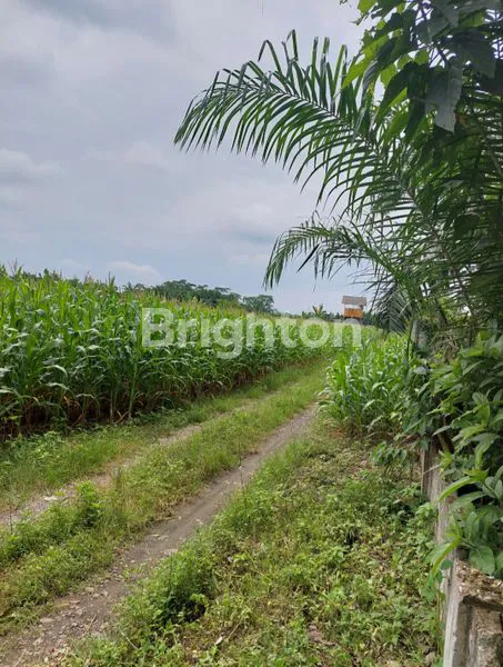 image TANAH NAN LUAS PASAR 4 TANDEM BERSERIFIKAT HAK MILIK BU NEGO DEAL (4)