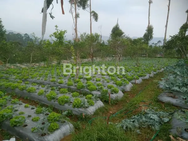 LEMBANG CIKAHURIPAN SANGAT COCOK BUAT HOTEL DAN HOME STAY