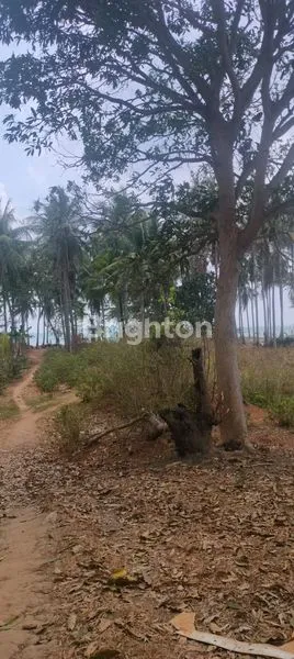 image PANTAI DAN DARATAN KARIMUNJAWA COCOK UTK WISATA AIR DAN RESORT (4)