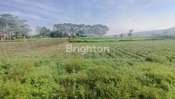 TANAH DIJUAL 181 M2 DI RAJASA, BUMIAYU, KEDUNGKANDANG, KOTA MALANG