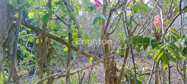 image LAHAN DEKAT KARMA KANDARA  (3)