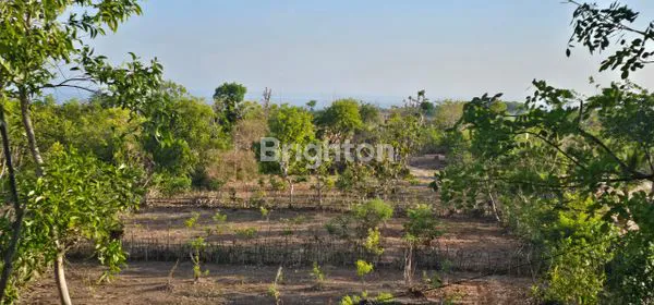 image LAHAN UNGASAN ATASNYA KARMA KANDARA  (4)