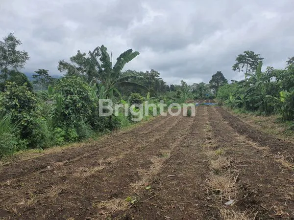 image TANAH 30 ARE DI PLAGA DEKAT KINTAMANI (4)