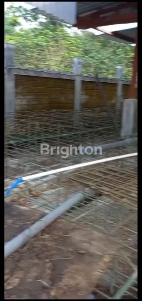 image TANAH PLUS KANDANG BABI DI KEDIRI (4)