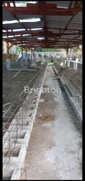image TANAH PLUS KANDANG BABI DI KEDIRI (1)