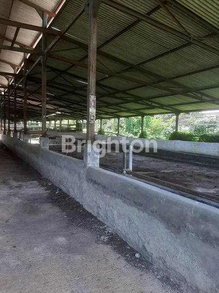 image LAHAN MURAH COCOK U PETERNAKAN ATAU PERTANIAN DI CARIU (2)