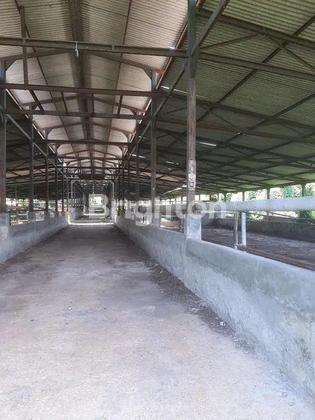 image LAHAN MURAH COCOK U PETERNAKAN ATAU PERTANIAN DI CARIU (3)