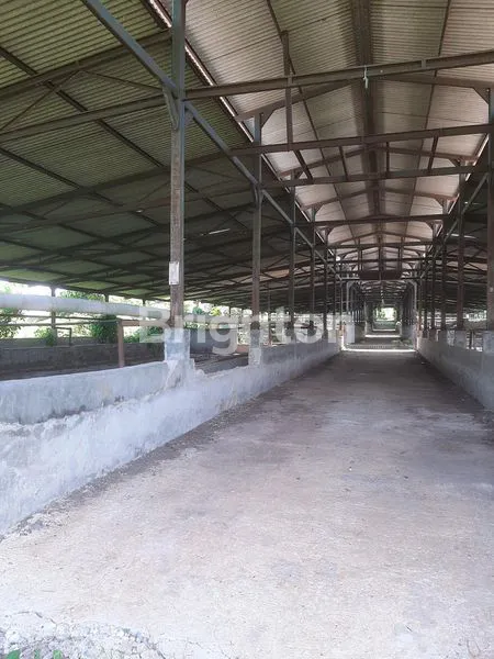 image LAHAN MURAH COCOK U PETERNAKAN ATAU PERTANIAN DI CARIU (4)