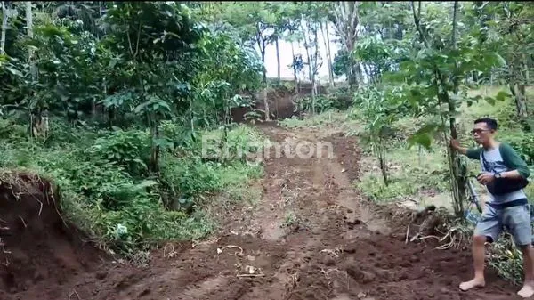 TANAH LUAS DI KLUNCING LICIN  BANYUWANGI