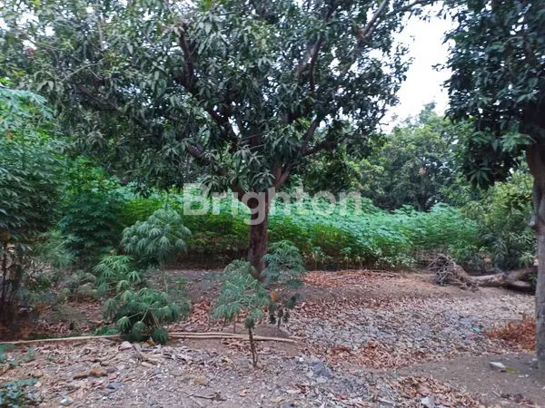 image TANAH LUAS DI WIDASARI BANGKALOAK INDRAMAYU (5)