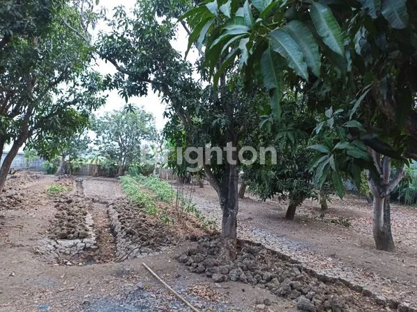 image TANAH LUAS DI WIDASARI BANGKALOAK INDRAMAYU (6)