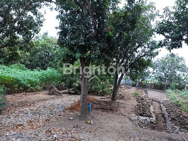 image TANAH LUAS DI WIDASARI BANGKALOAK INDRAMAYU (7)