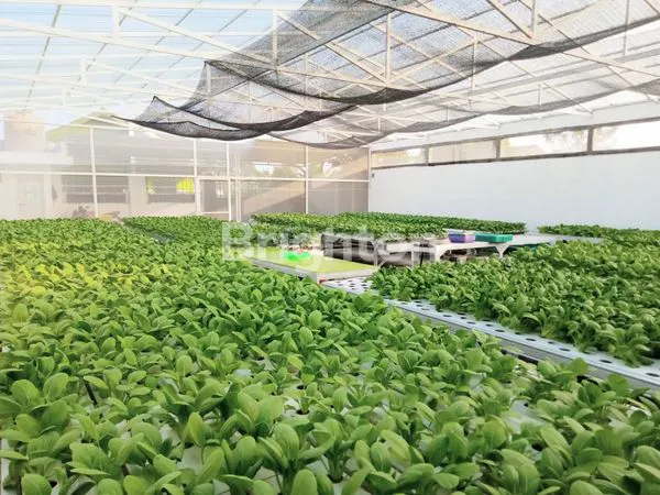 TANAH KAVLING DI CIAPUS BOGOR