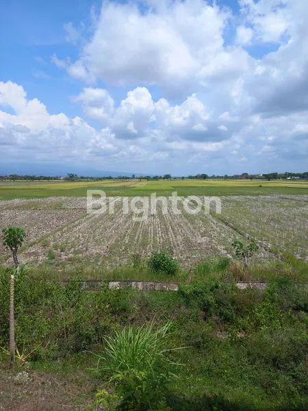 TANAH SAWAH DI BOYOLANGU